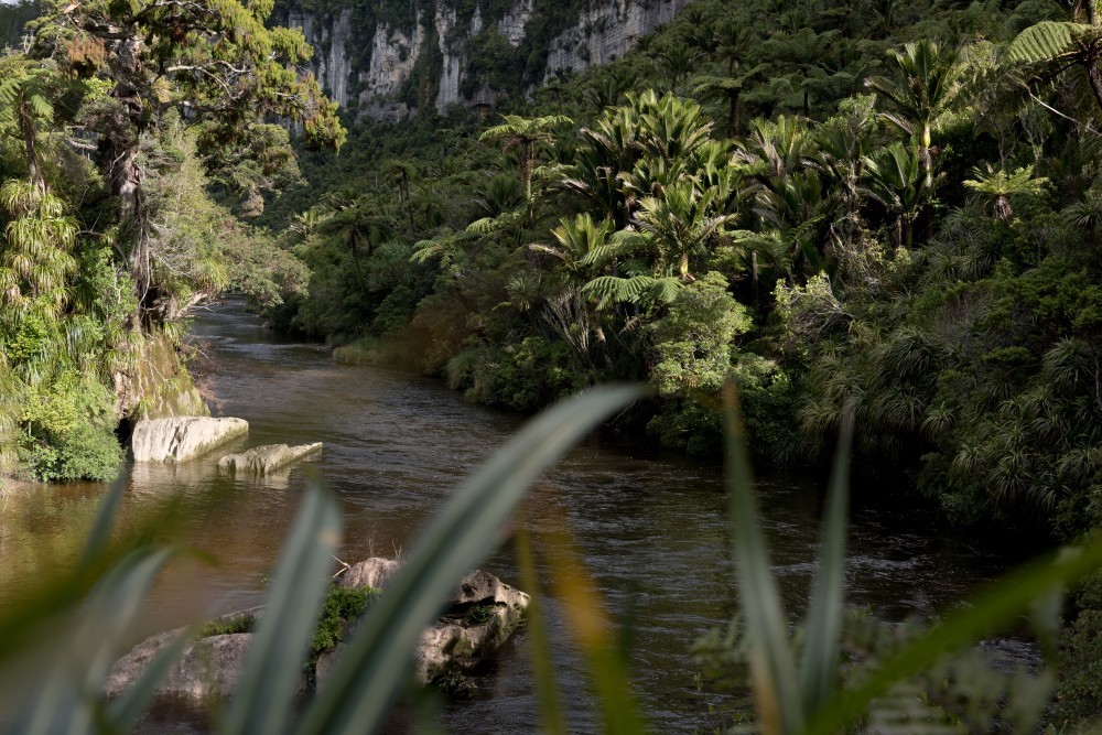 New Zealand, Jungle View