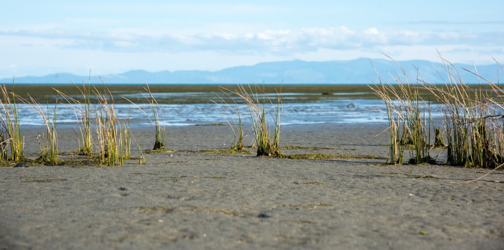 New Zealand, Pasture